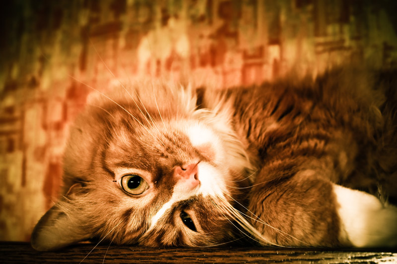 Illustration for article titled Shooting Challenge Pets Gallery 1